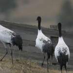 Blacknecked Crane 1