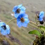 blue poppy